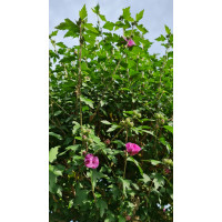 Hibiscus Syriacus