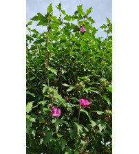 Hibiscus Syriacus