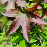 Amberboom Liquidambar styraciflum dakvorm