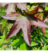 Amberboom Liquidambar styraciflum dakvorm