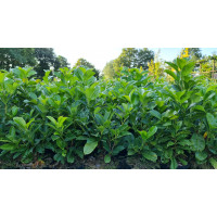 Prunus Etna Laurier