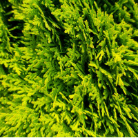 Thuja Occidentalis Teddy 
