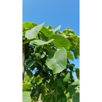 Treur iep Ulmus Glabra Pendula