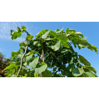 Treur iep Ulmus Glabra Pendula