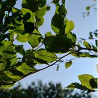 Fagus Sylvatica Fastigiata 'Dawyck' Zuilbeuk