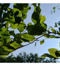 Fagus Sylvatica Fastigiata 'Dawyck' Zuilbeuk