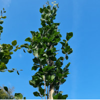 Fagus Sylvatica Fastigiata 'Dawyck' Zuilbeuk