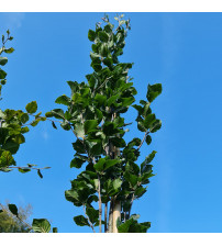 Fagus Sylvatica Fastigiata 'Dawyck' Zuilbeuk