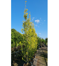 Goud Iep, Ulmus hollandica 'Wredei' 