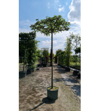 Amberboom Liquidambar styraciflum dakvorm