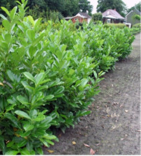 Prunus Laurocerasus Novita  (Laurier)