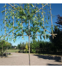 Quercus Palustris Scherm (Moeraseik)
