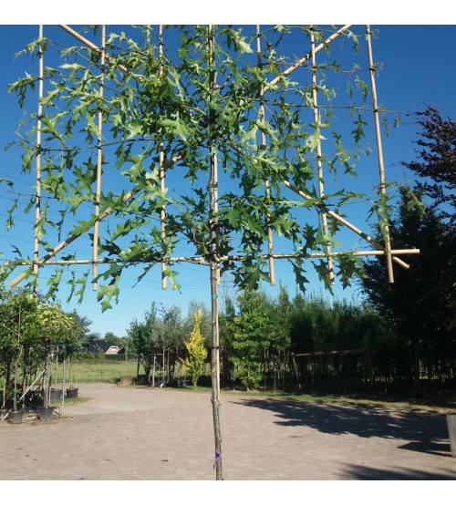 Quercus Palustris Scherm (Moeraseik) Quercus Palustris Scherm (Moeraseik)