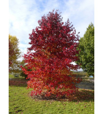 Amberboom Liquidambar stryraciflua 