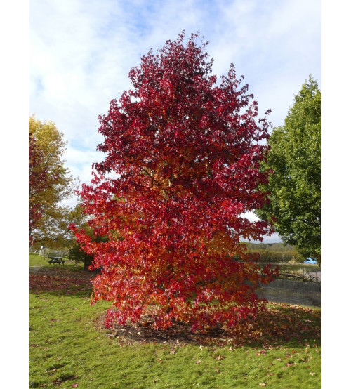 Amberboom Liquidambar stryraciflua Amberboom Liquidambar stryraciflua