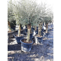 Olijfboom Olea Europea Intensivo
