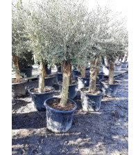 Olijfboom Olea Europea Intensivo