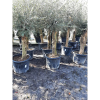 Olijfboom Olea Europea Intensivo