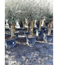 Olijfboom Olea Europea Intensivo