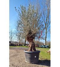 Olijfboom Olea Europea Hoji Blanca