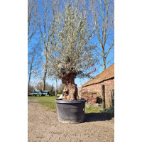 Olijfboom Olea Europea Hoji Blanca