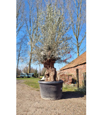 Olijfboom Olea Europea Hoji Blanca