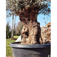 Olijfboom Olea Europea Hoji Blanca