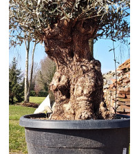 Olijfboom Olea Europea Hoji Blanca