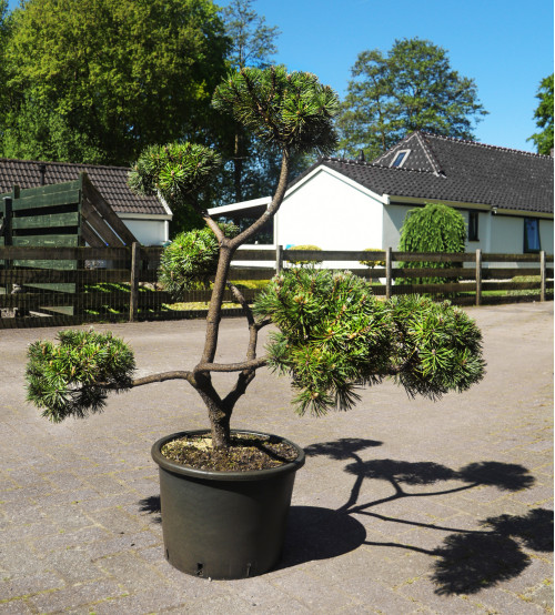 Pinus Mugo Uncinato Bonsai Boom Pinus Mugo Uncinato Bonsai Boom