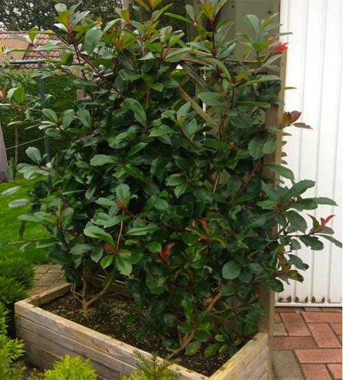 Photinia Mobiel Scherm Photinia Mobiel Scherm