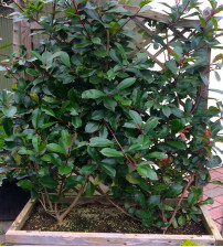 Photinia Mobiel Scherm