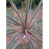 Cordyline austr. Charlie Boy ( Koolpalm rood)