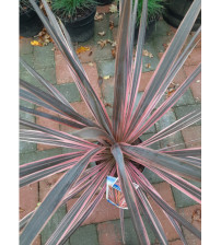 Cordyline austr. Charlie Boy ( Koolpalm rood)