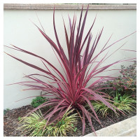 Cordyline austr. Charlie Boy ( Koolpalm rood)