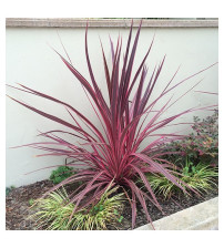 Cordyline austr. Charlie Boy ( Koolpalm rood)