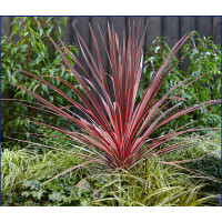 Cordyline aus. Southern Splendour ( Koolpalm rood)