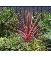 Cordyline aus. Southern Splendour ( Koolpalm rood)
