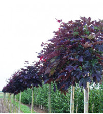 Rode Bolesdoorn, Acer Platanoides 'Crimson Sentry'