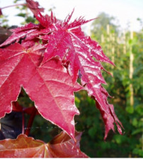 Rode Bolesdoorn, Acer Platanoides 'Crimson Sentry'