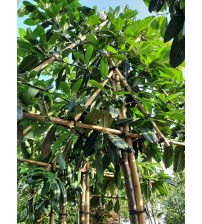 Prunus Novita Scherm