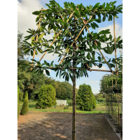 Prunus Novita Scherm