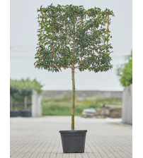 Portugese laurierkers (Prunus Lucitanica) schermvorm