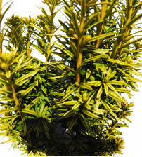 Taxus Baccata David