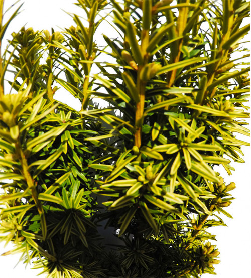 Taxus Baccata David