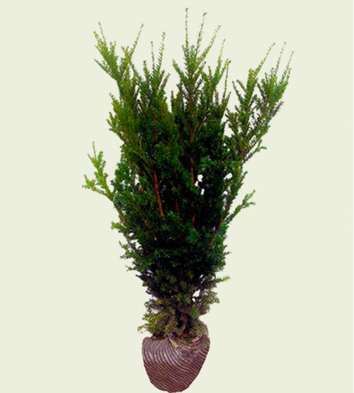 Taxus Media Hillii met kluit 50/60 Taxus Media Hillii met kluit 50/60