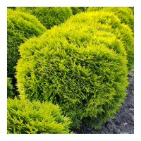 Thuja Occidentalis Teddy 
