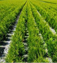 Conifeer Thuja Occidentalis Brabant