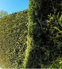 Conifeer Thuja Occidentalis Brabant