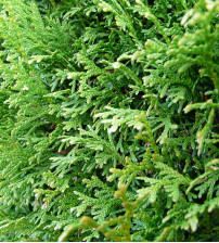 Conifeer Thuja Occidentalis Brabant