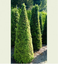 Taxus Baccata Pyramide